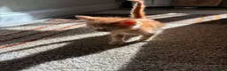Mixed Breed cats for sale: Beautiful hand reared kittens  - Advert 3