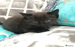 Mixed Breed cats for sale: Little kittens for sale - Image 9