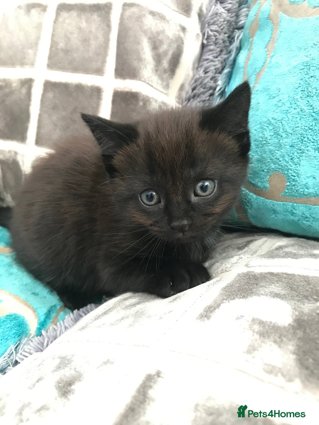 Mixed Breed cats for sale: Little kittens for sale - Image 9