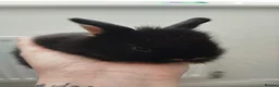 Mixed Breed rabbits for sale: Hybrid baby mini lion lops/Netherland dwarfs  - Advert 8
