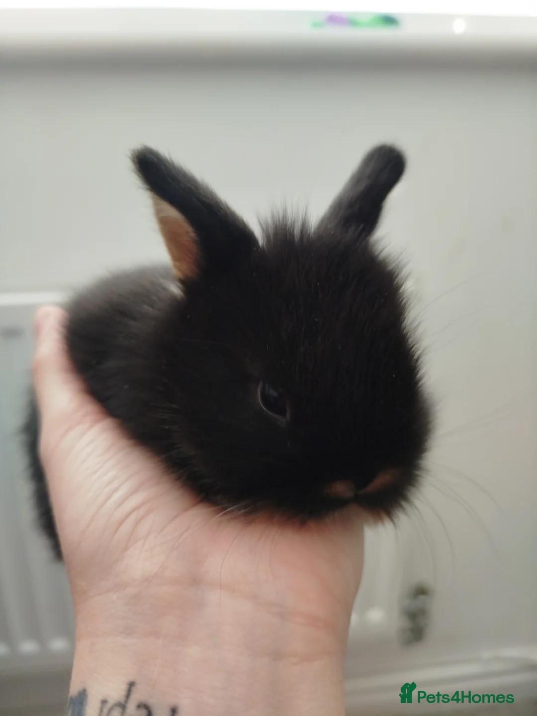 Mixed Breed rabbits for sale: mini lion lops/Netherland dwarfs  - Advert 2