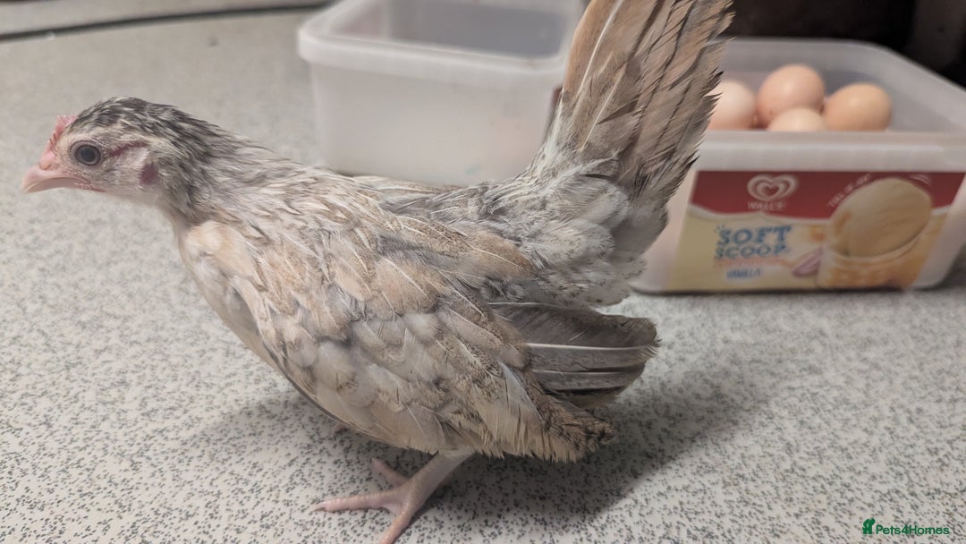 Chickens poultry for sale: Serama chicks 1 1/2 to 2 months,READ DESCRIPTION - Image 13