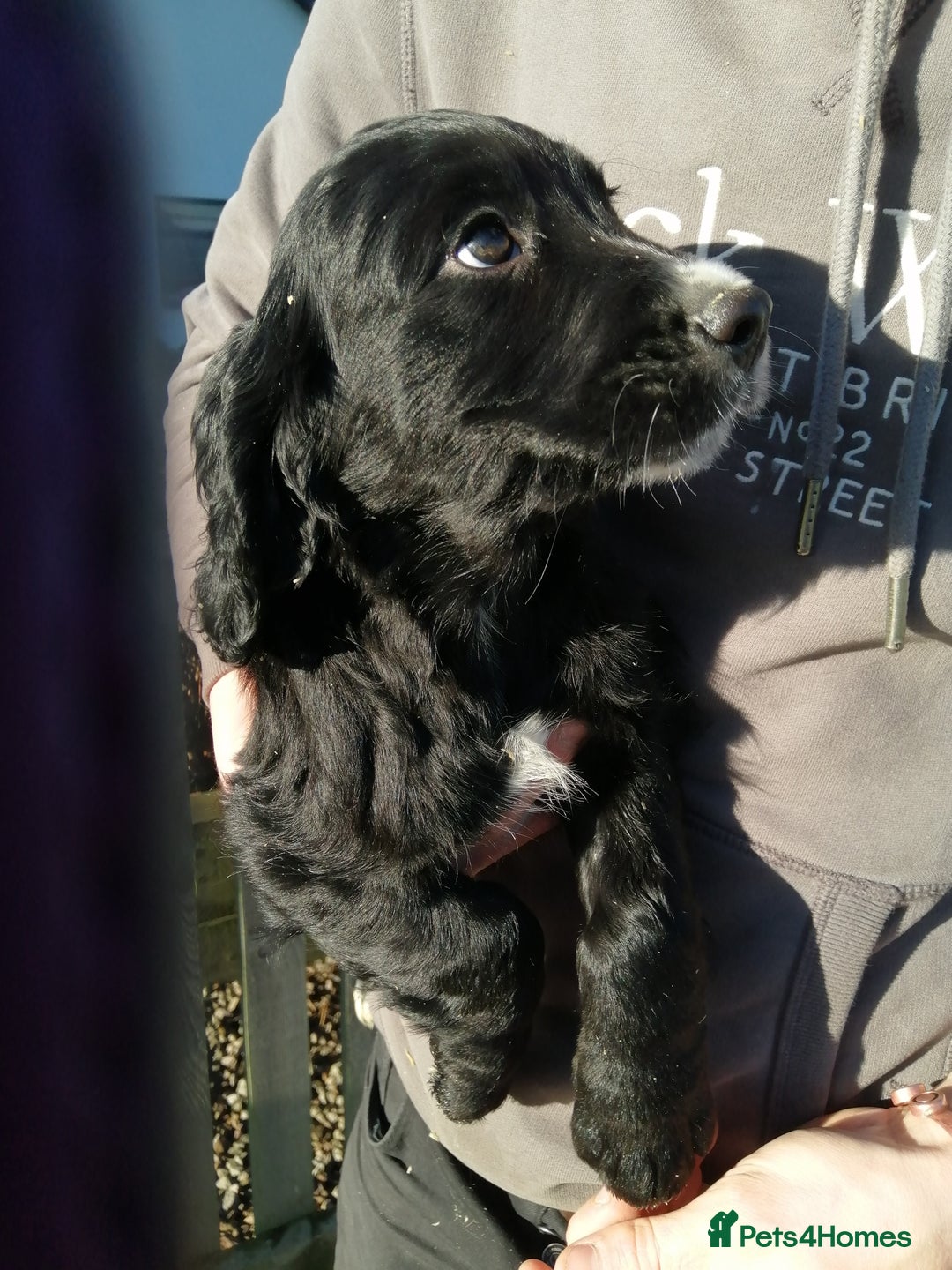 Cocker Spaniel dogs for sale: Beautiful working cocker spaniel puppies. - Advert 9