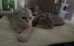 Scottish Fold cats for sale: Scottish fold female pick of litter - Image 10