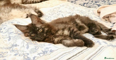 Maine Coon cats - Advert 10