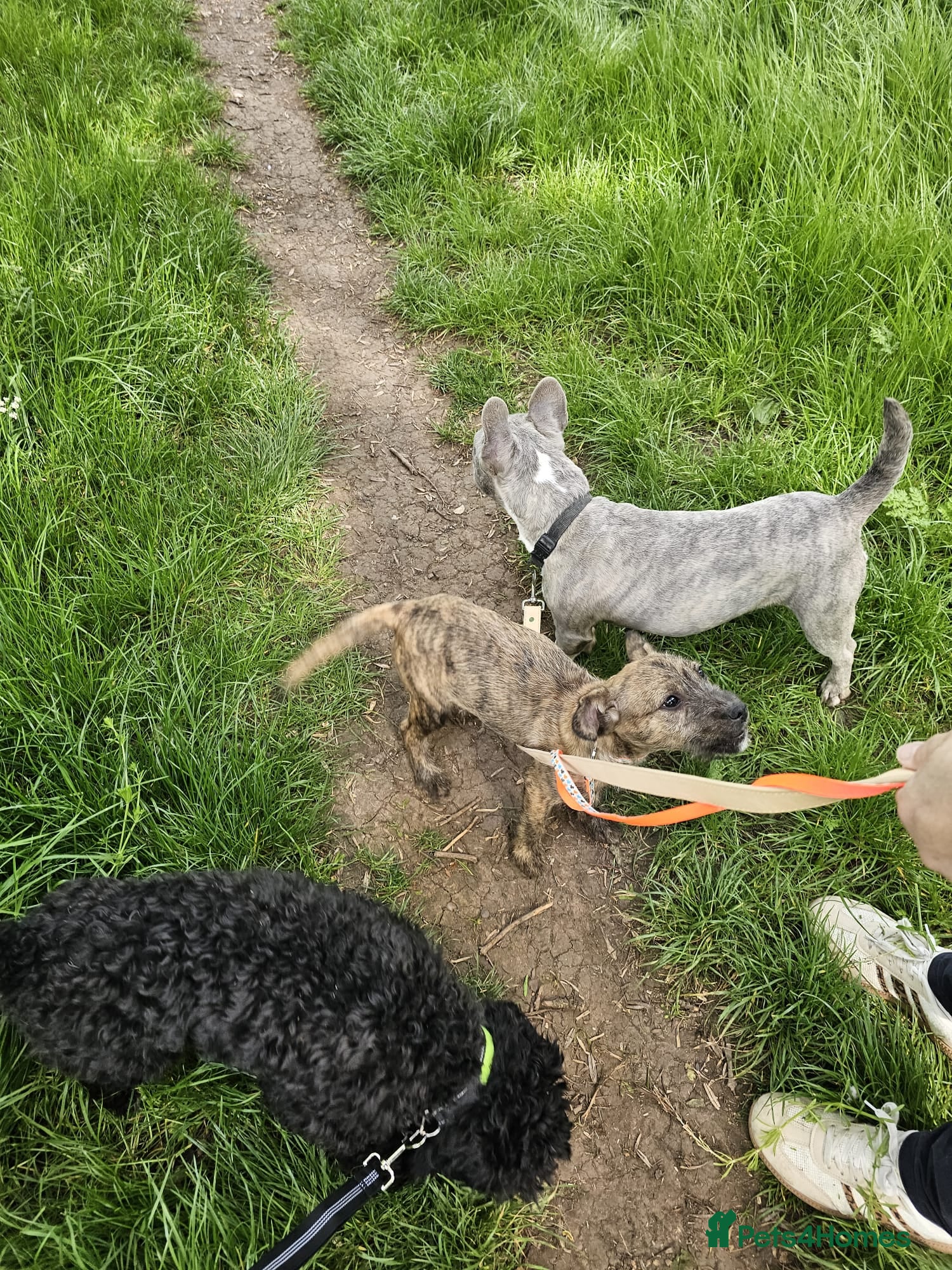 Mixed Breed dogs Cockapoo x frenchie - Advert 3