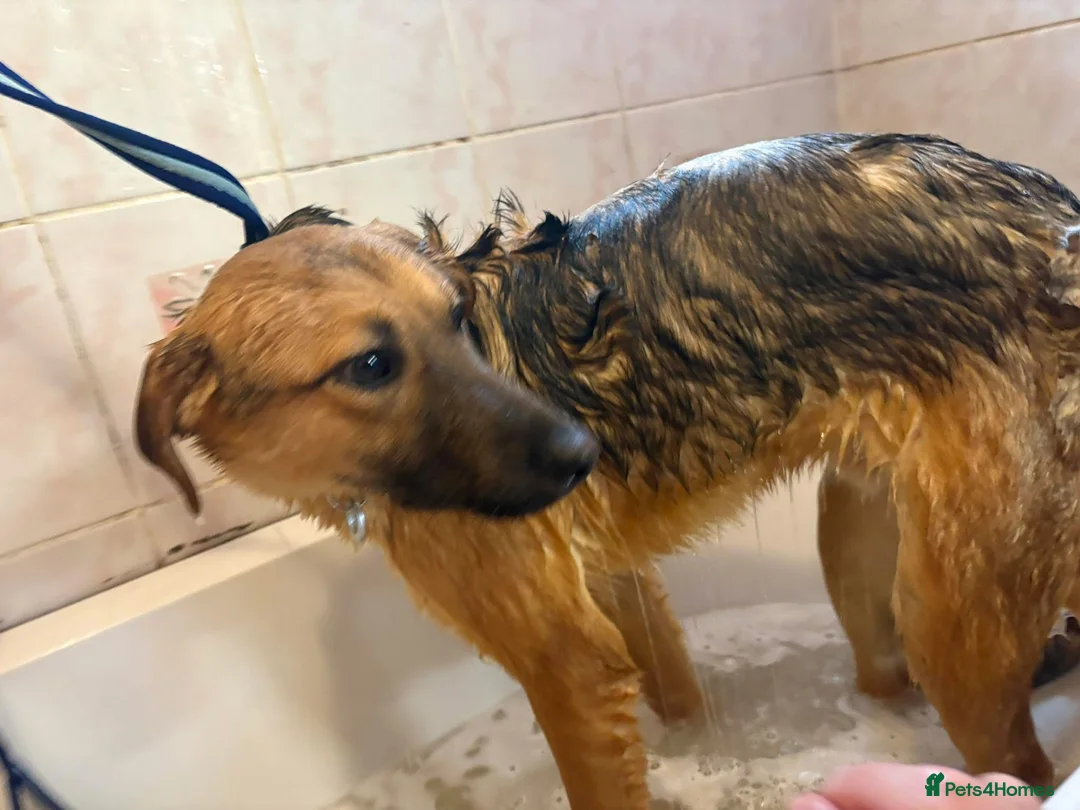 Mixed Breed dogs for adoption: Dylan - Norwich Norfolk  - Advert 15