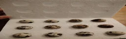 Quail poultry for sale: Fertile Quail Hatching Eggs – Mixed Colours - Advert 2