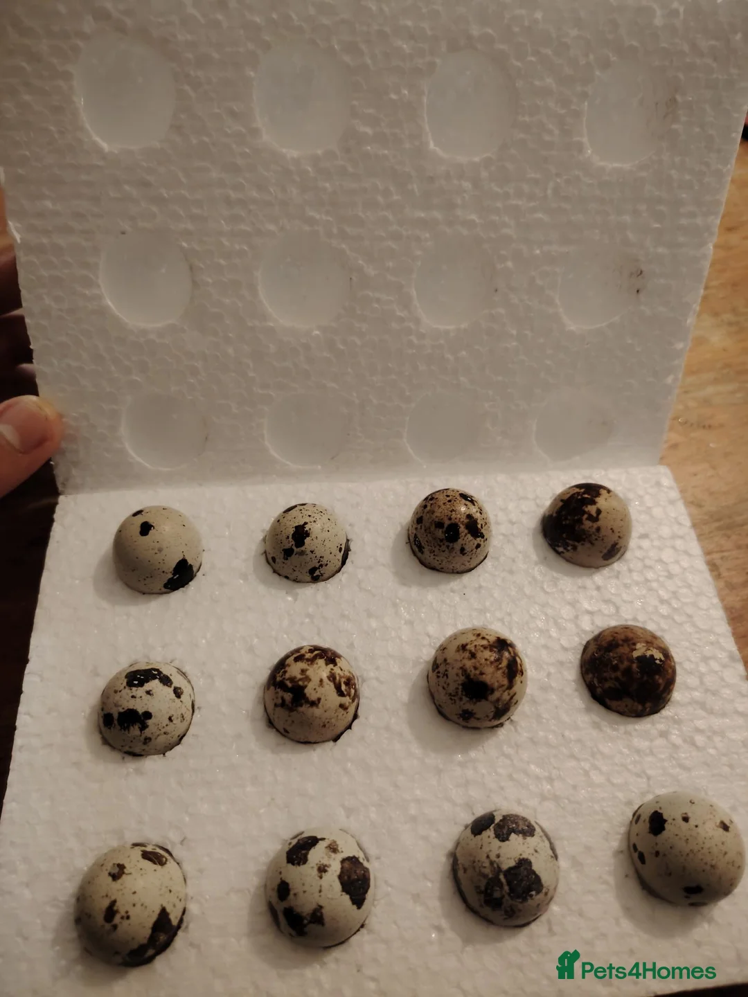 Quail poultry for sale: Fertile Quail Hatching Eggs – Mixed Colours - Advert 2