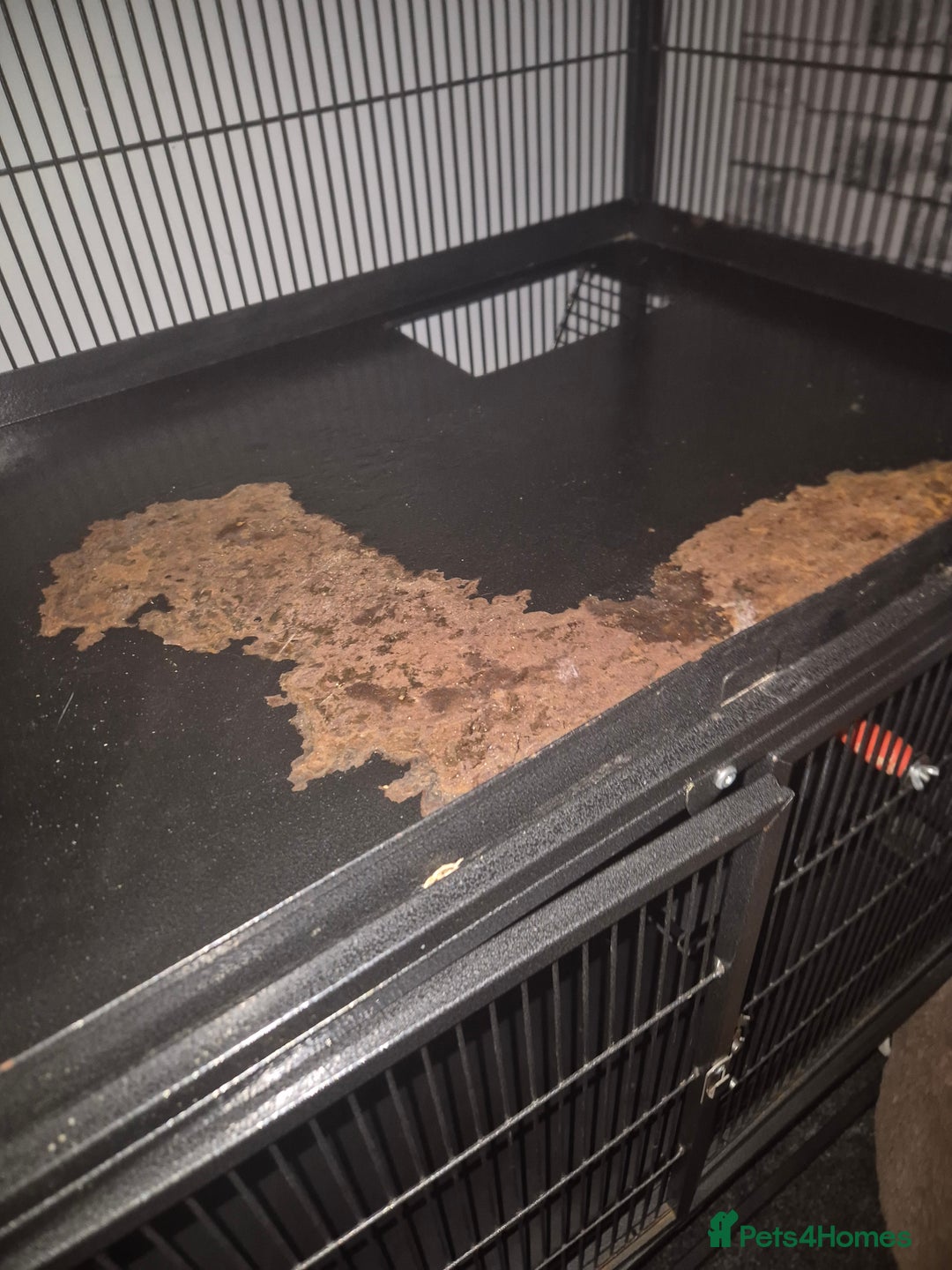 Chinchilla rodents for sale: Large cage for sale '£70  - Advert 2