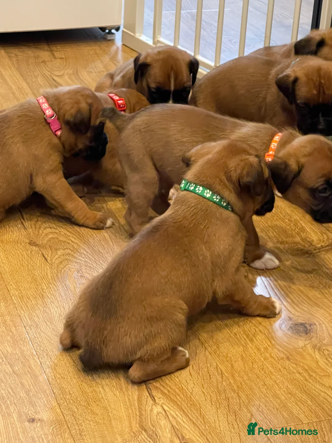 Boxer dogs for sale:  Stunning KC reg bobtailed boxers *1 girl left* - Advert 33