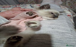 Ragcoon cats for sale: Beautiful Colourpoint Tortie Female Ragdoll Kitten - Image 13