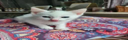 Mixed Breed cats for sale: Khao Manee mix kittens for sale  - Advert 6