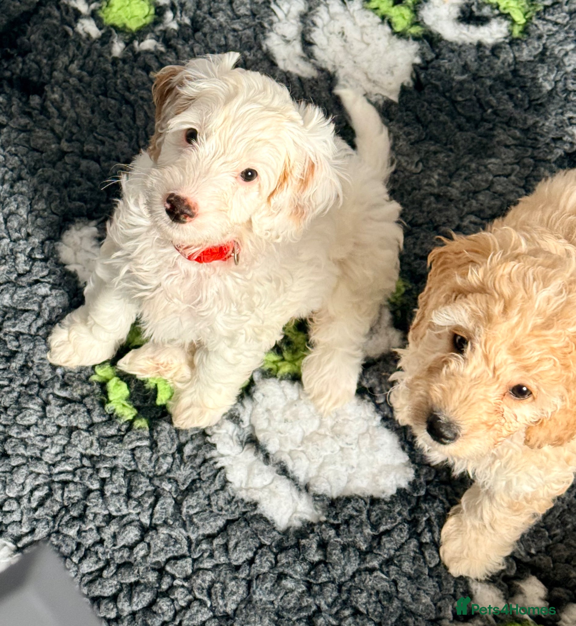 Cavapoo dogs Adorable F1b Cavapoo Puppies ready for furever🏡🏡 - Advert 2