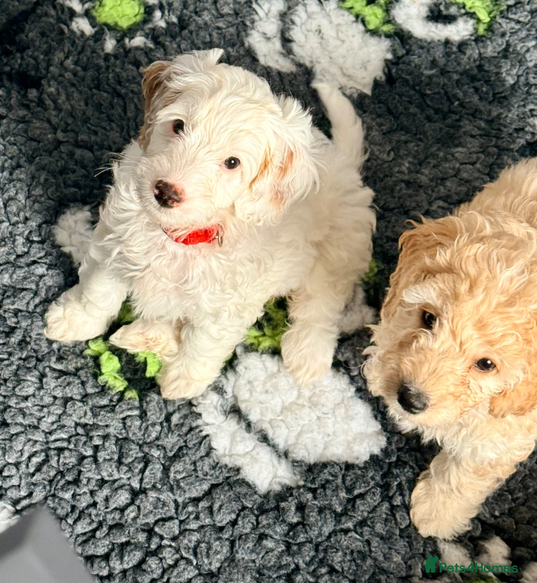 Cavapoo dogs for sale: Adorable F1b Cavapoo’s puppies ready now with 💉💉 - Advert 2