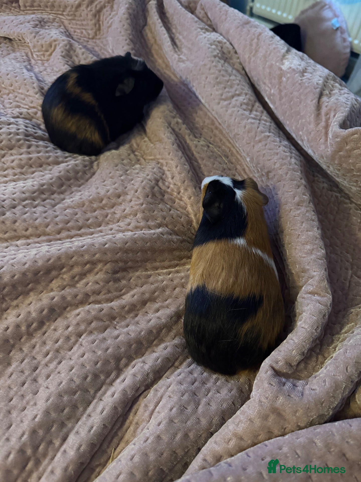 Guinea Pig rodents 2 x male guinea pigs  - Advert 1