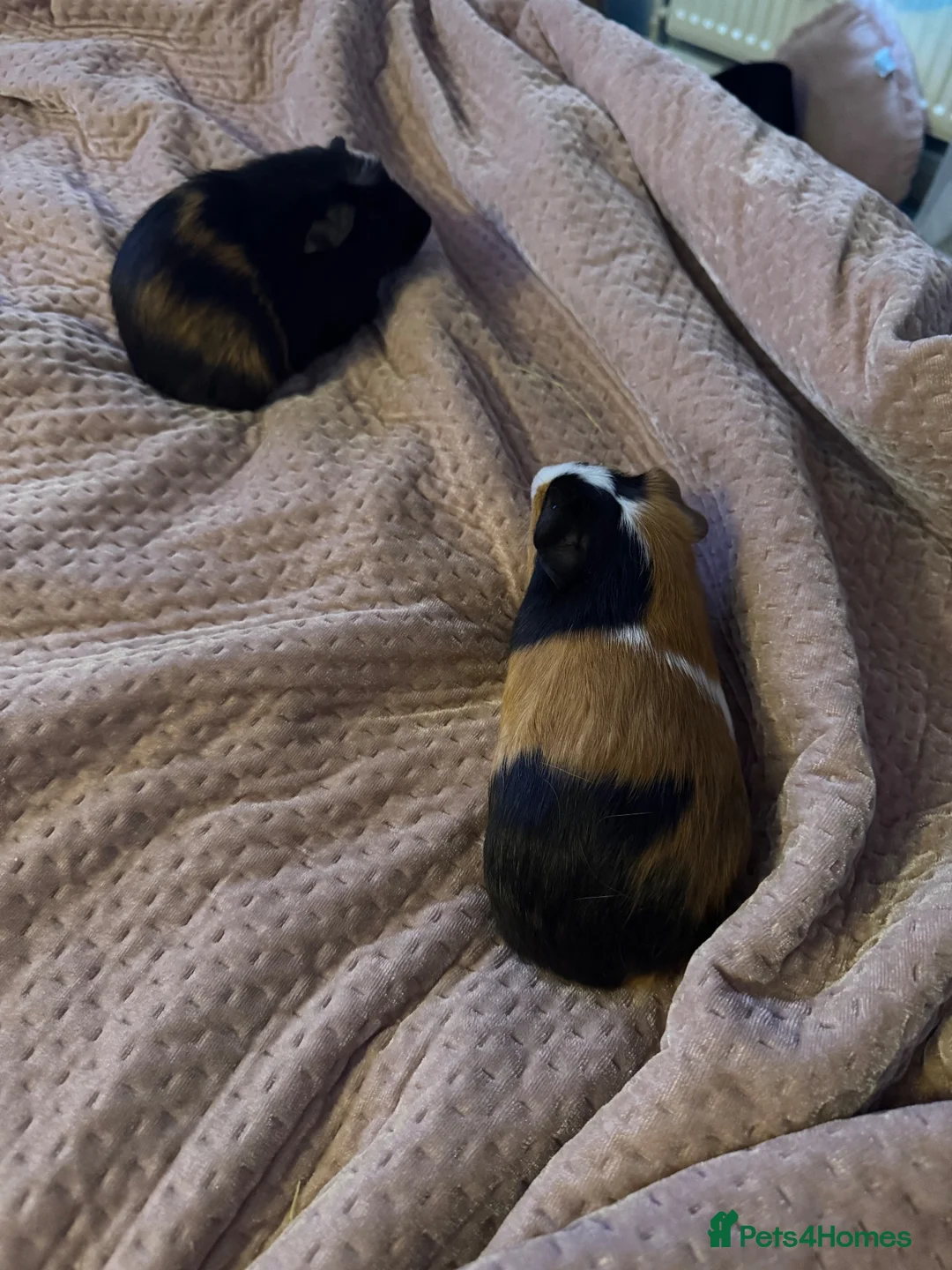 Guinea Pig rodents for sale: 2 x male guinea pigs  - Advert 1