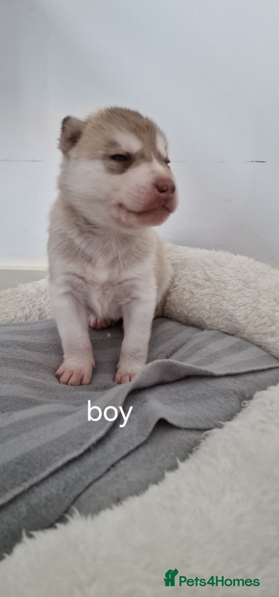 Siberian Husky dogs ✨ Last 2 beautiful puppies available! 🐶❤️🔥💙🐺  - Advert 20