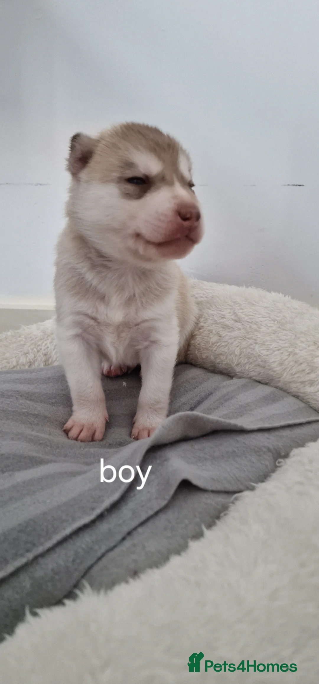 Siberian Husky dogs for sale: 🔥💙🐺 SIBERIAN HUSKY PUPPIES – READY TO RESERVE! - Advert 2