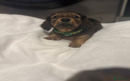 Miniature Dachshund dogs for sale: REDUCED!! Only one long hair miniature girl left!  in Sudbury - Image 14