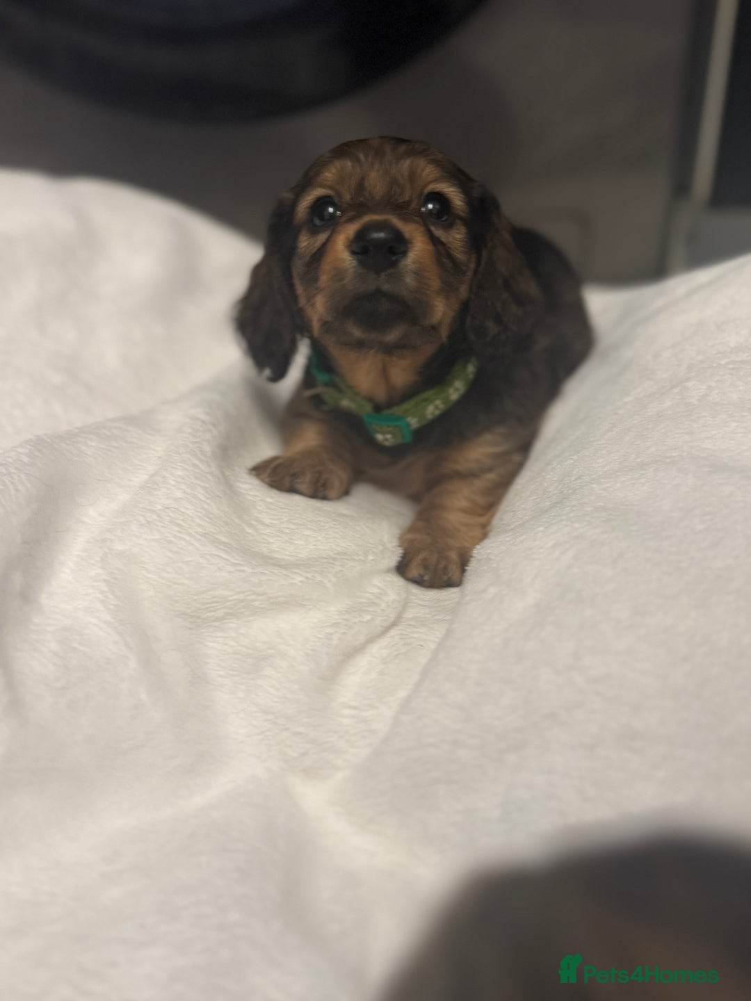Miniature Dachshund dogs for sale: REDUCED!! Only one long hair miniature girl left!  in Sudbury - Image 14