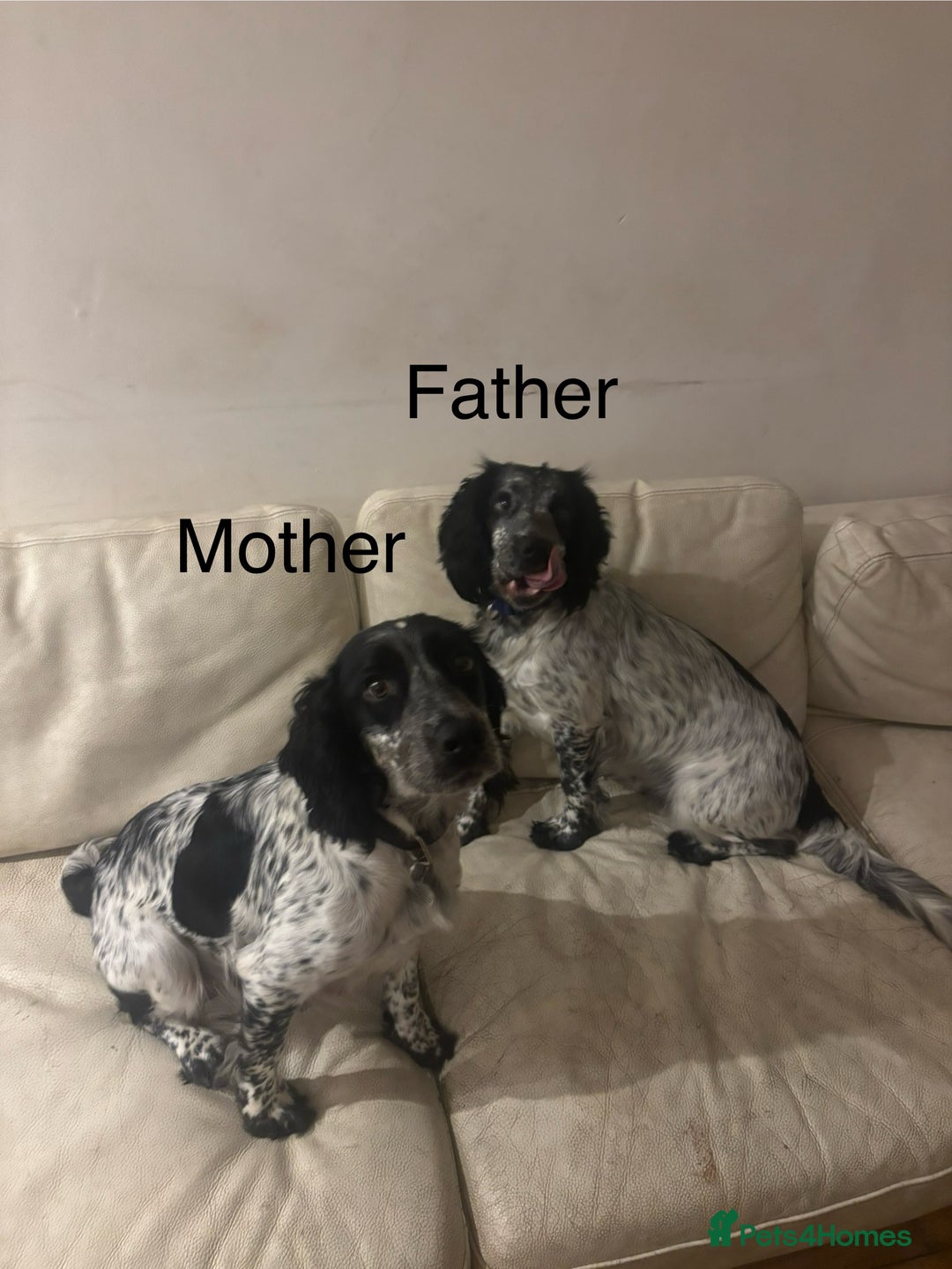 Sprocker dogs for sale: F1 high quality sprocker puppies Three boys left,  - Advert 3