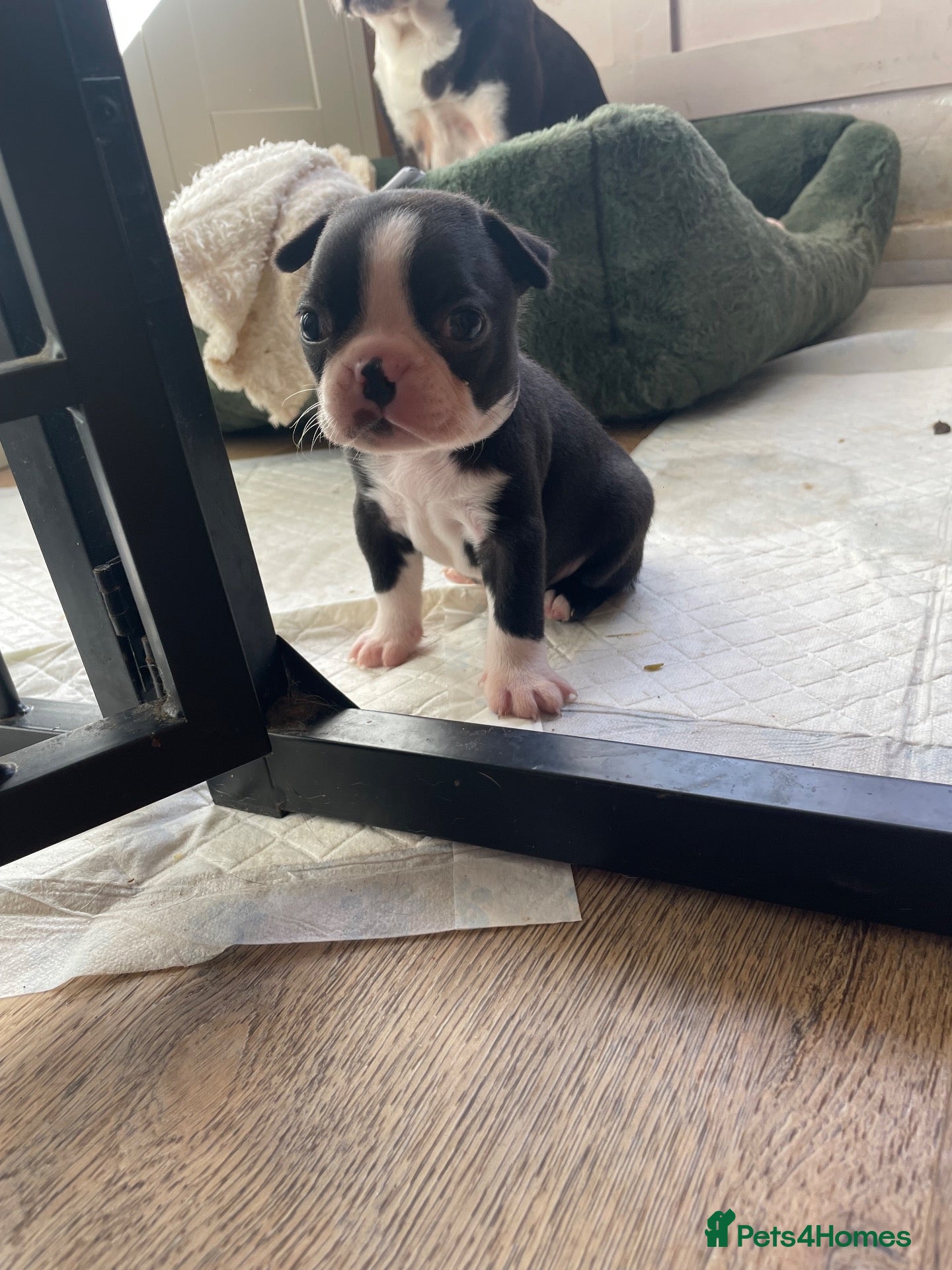 Boston Terrier dogs 1 left Outstanding Wildax & Skin Deep  - Advert 7