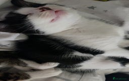 Mixed Breed cats for sale: 2 boys left!!need to leave asap!!! - Image 20