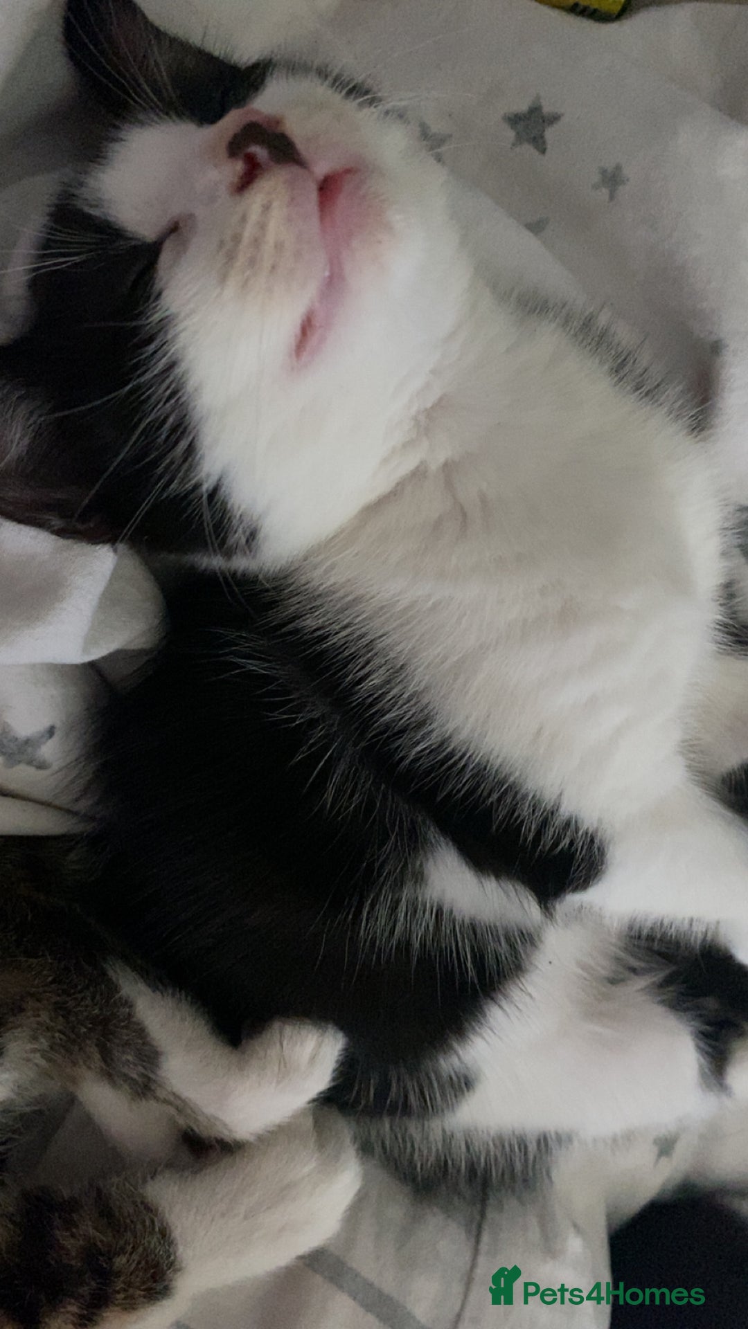 Mixed Breed cats for sale: 2 boys left!!need to leave asap!!! - Image 20