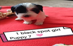 Havanese dogs for sale: Havanese Puppy 1 - Beautiful litter of kc registered havanese - Image 29