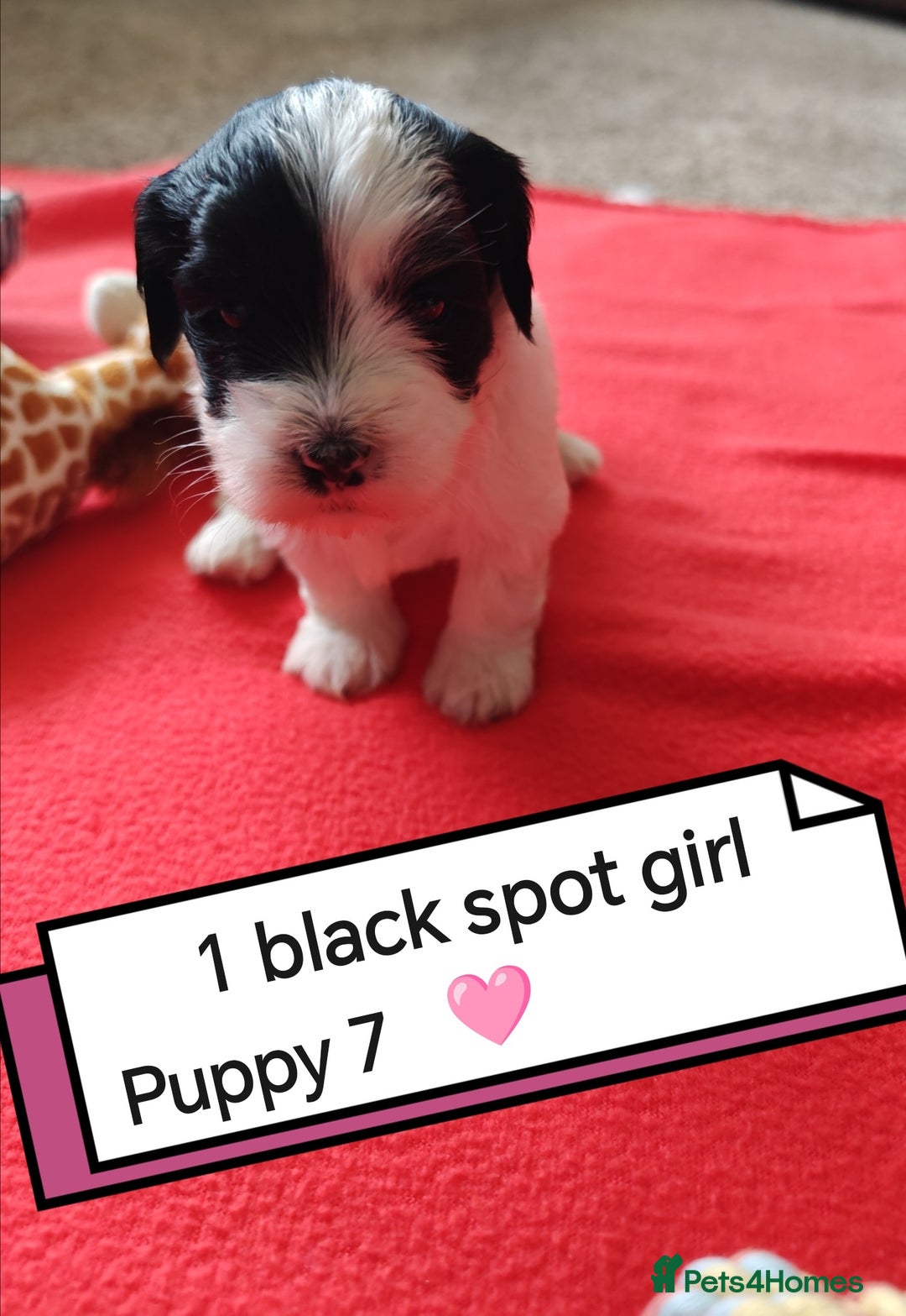 Havanese dogs for sale: Havanese Puppy 1 - Beautiful litter of kc registered havanese - Image 29