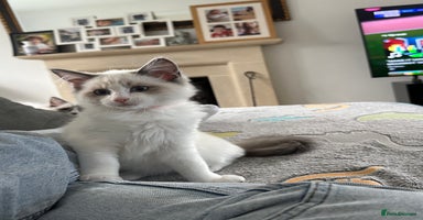 Ragdoll cats in Taunton - Advert 4