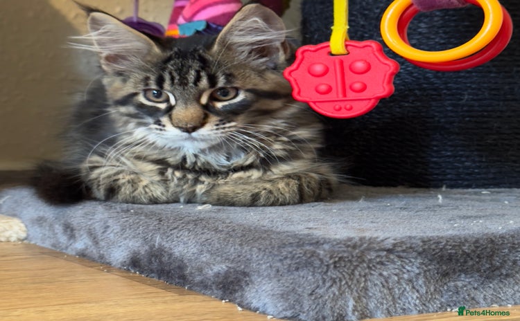 Maine Coon cats - Advert 12