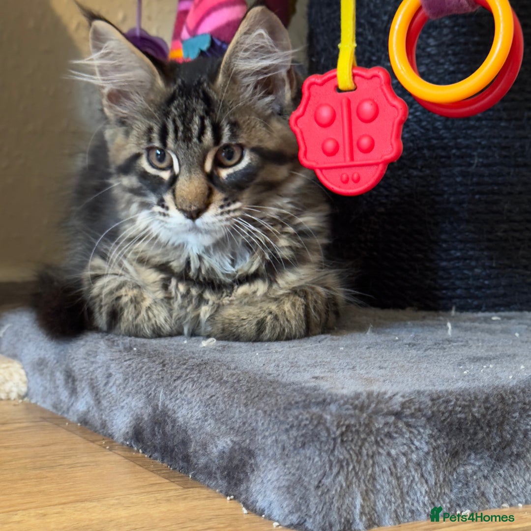 Maine Coon cats for sale: Purr Machines Ready Now - GCCF Reg Maine Coons - Image 1