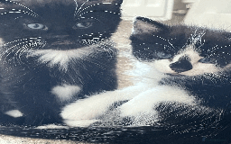 British Shorthair cats for sale: kittens shorthair mix breed in Shifnal - Image 5