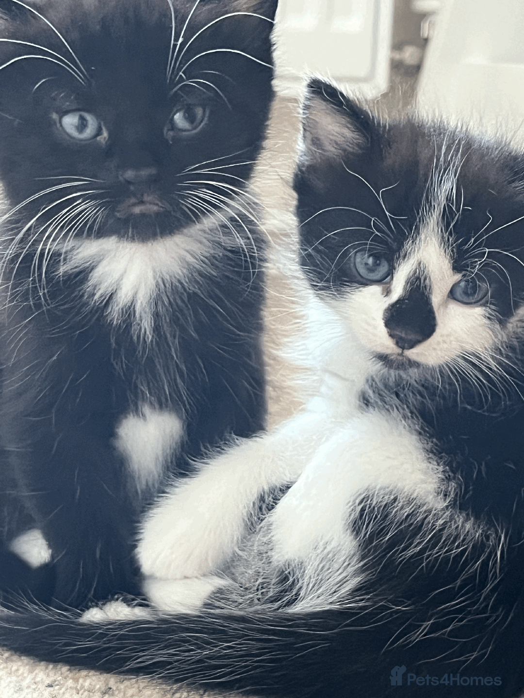 British Shorthair cats for sale: kittens shorthair mix breed in Shifnal - Image 5