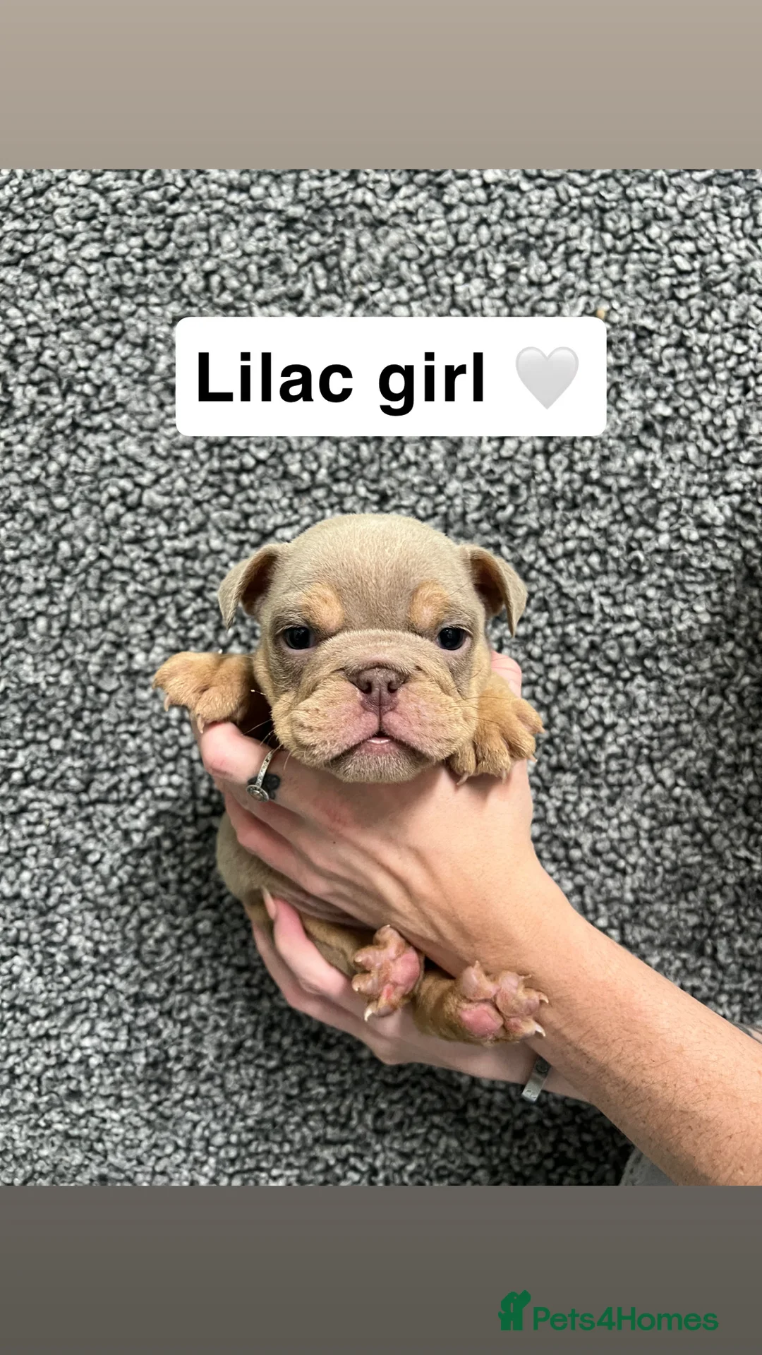 English Bulldog dogs for sale: English Bulldogs Ready For New homes!  - Advert 5