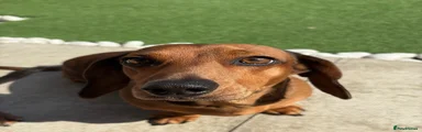 Peppa