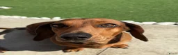Dachshund dogs for sale: Loving Home Needed for Peppa & Paddy in Manchester - Advert 5