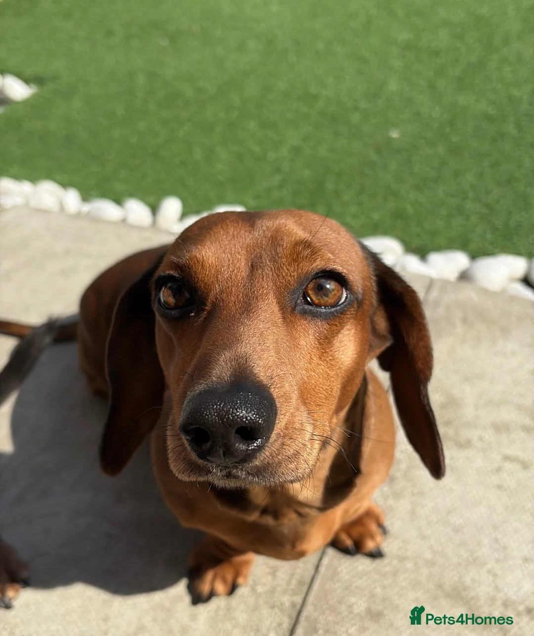 Dachshund dogs for sale: Loving Home Needed for Peppa & Paddy in Manchester - Advert 5