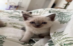 Ragdoll cats for sale: 8 ragdoll kittens, flame point, seal & blue point - Image 23
