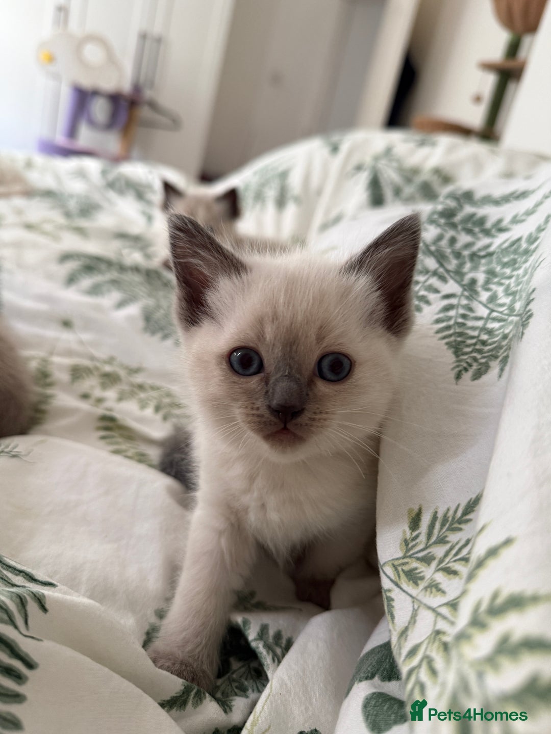 Ragdoll cats for sale: 8 ragdoll kittens, flame point, seal & blue point - Image 23