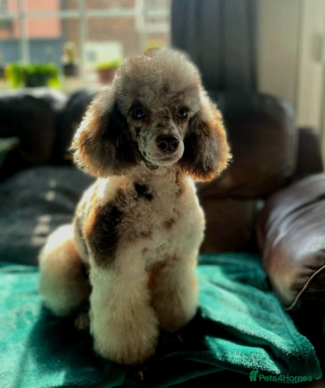 Pomapoo dogs for sale: 🩷ROSIE AND JIM💙 F1 POMAPOO BABIES - Image 14