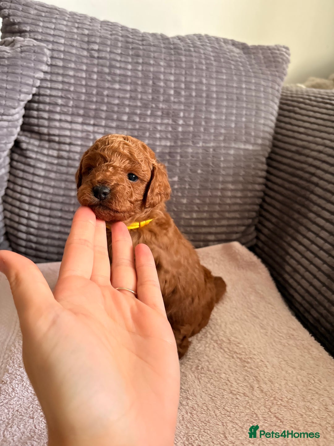 Cockapoo dogs for sale: 4 Stunning Fox Red F1b Toy Cockapoos  - Advert 14