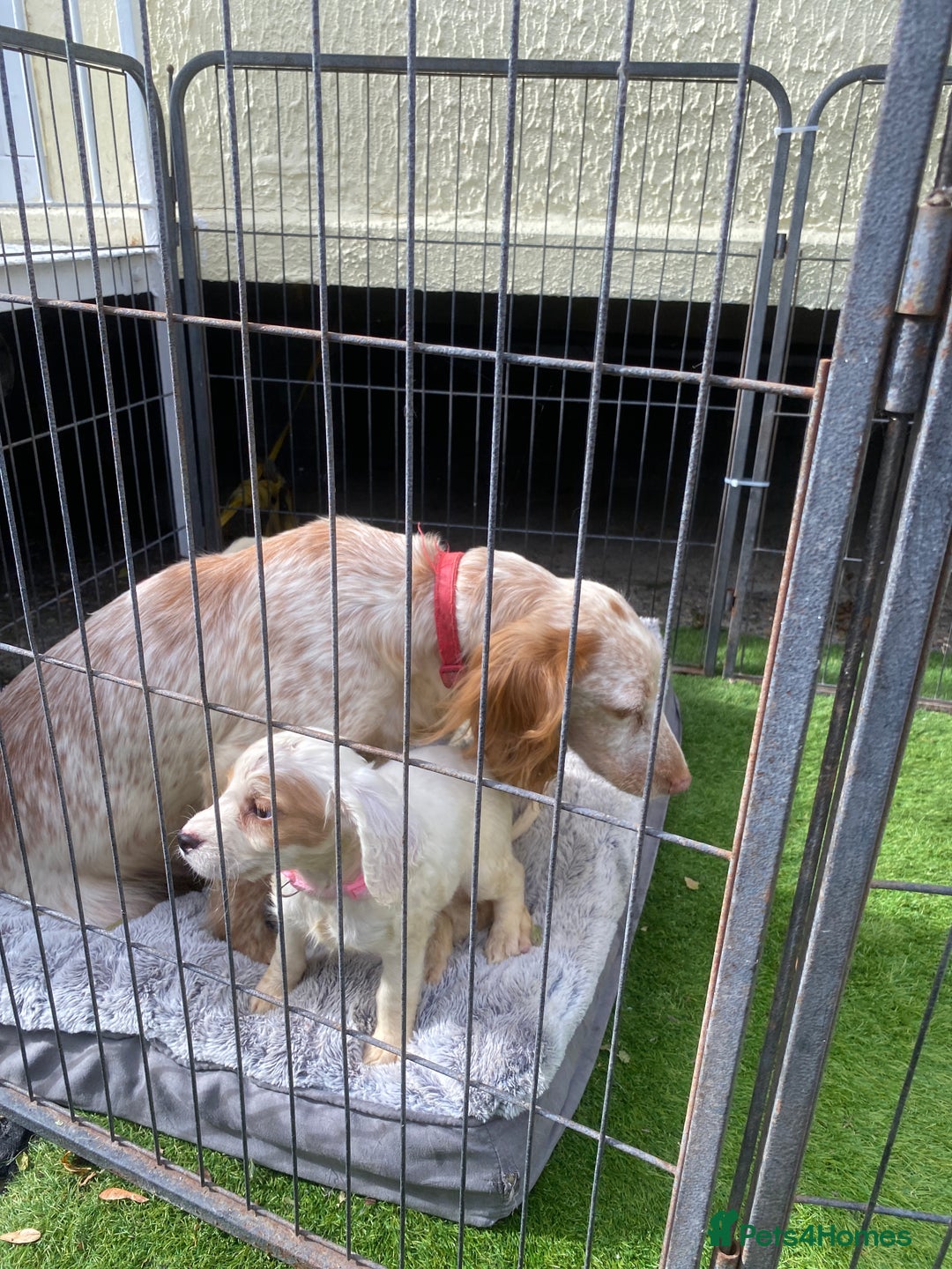 Cocker Spaniel dogs for sale: Cocker spaniel puppies  - Image 11