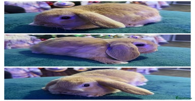 Mini Lop rabbits 🩷Beautiful Mini Lops🩷 - Advert 3