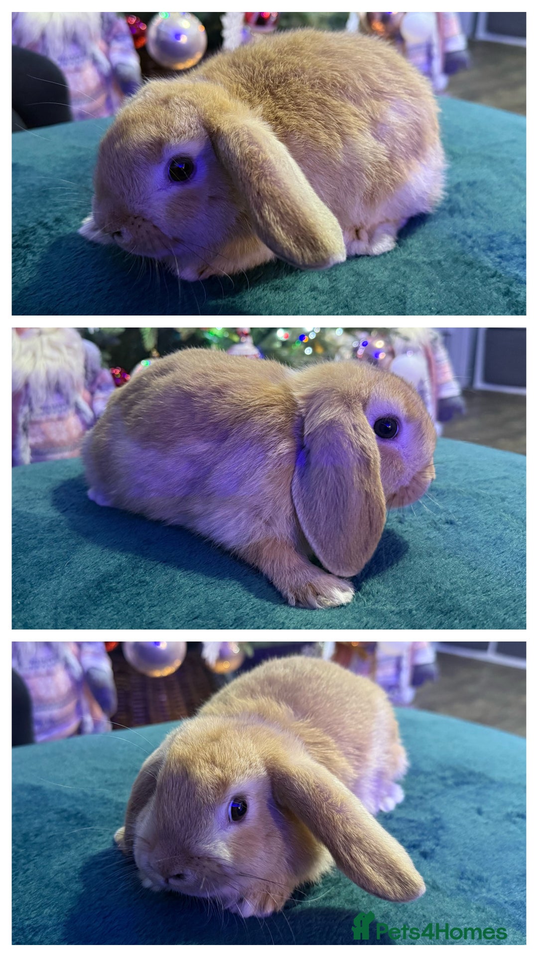 Mini Lop rabbits for sale: 🩷Beautiful Mini Lops🩷 - Advert 2