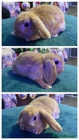 Mini Lop rabbits 🩷Beautiful Mini Lops🩷 - Advert 6