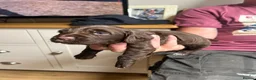 Cocker Spaniel dogs for sale: KC Registered Working Cocker Spaniel Puppies - Advert 11