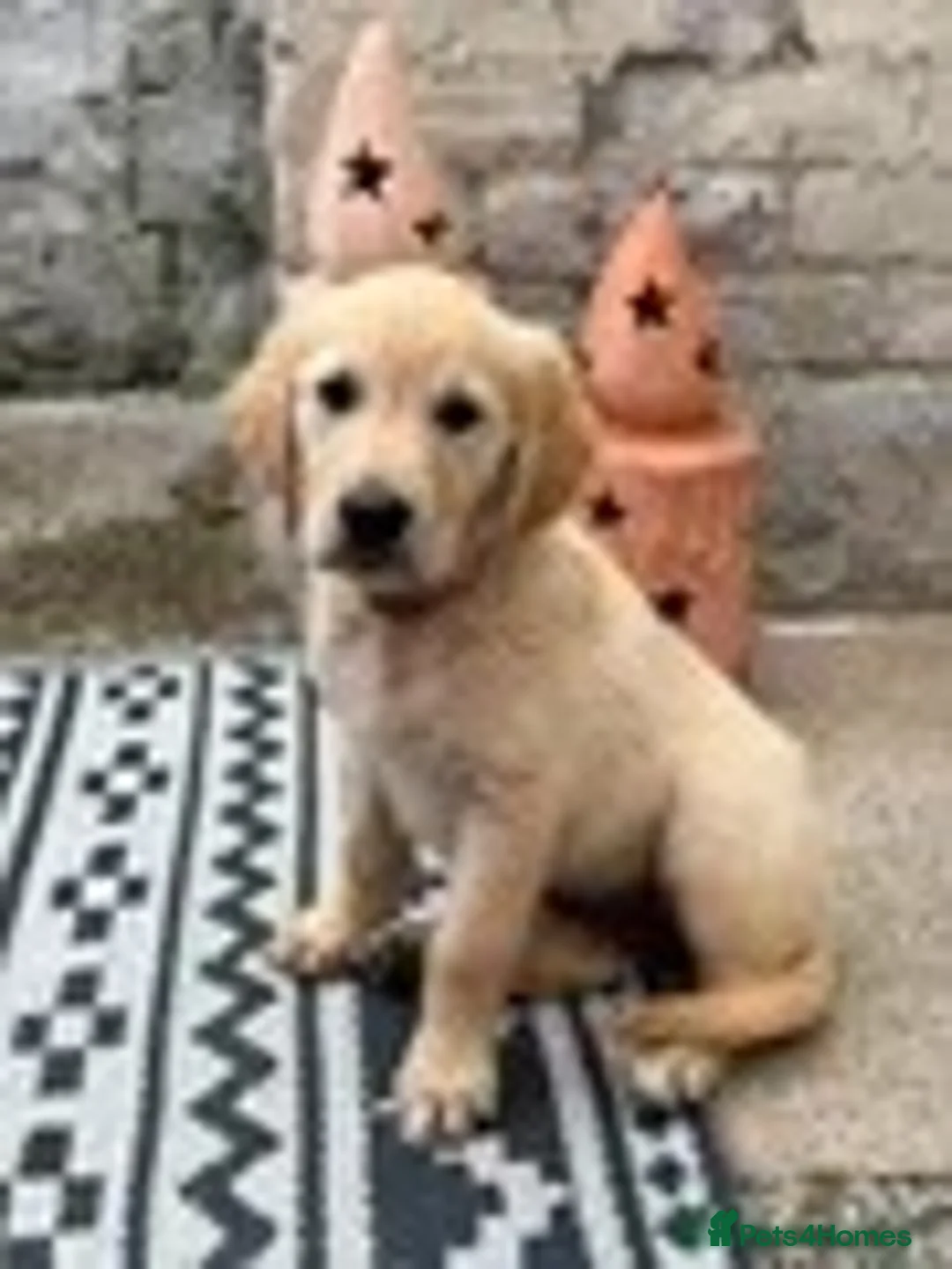 Golden Retriever dogs for sale: KC name is Leela seashell  - Advert 7